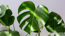 How to make your own potting mix for a monstera