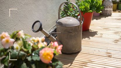 Garden decking with a traditional steel watering can next to potted plants to support advice on mulching in hot weather 