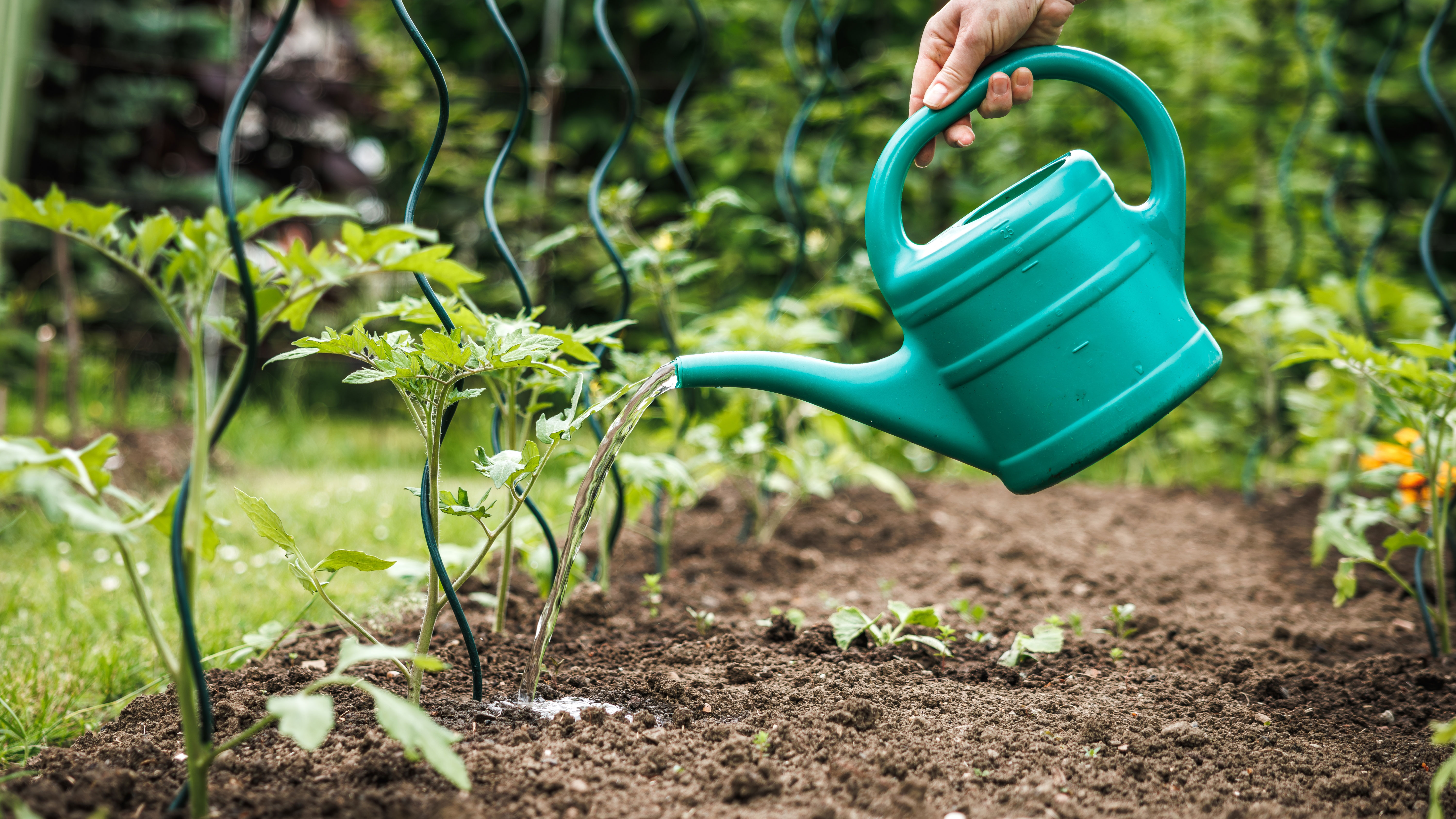 Woman hand watering tomato plants