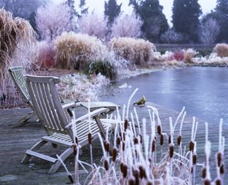 winter garden caught in a hoar frost