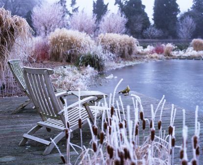 winter garden with red grasses and period house in the background