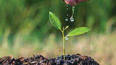 Seedling being watered 