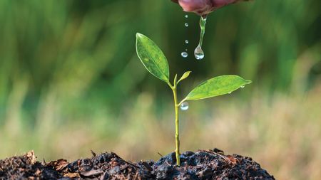 Seedling being watered 