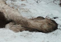 dead-cob-legs.jpg