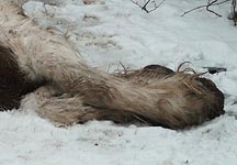 dead-cob-legs.jpg
