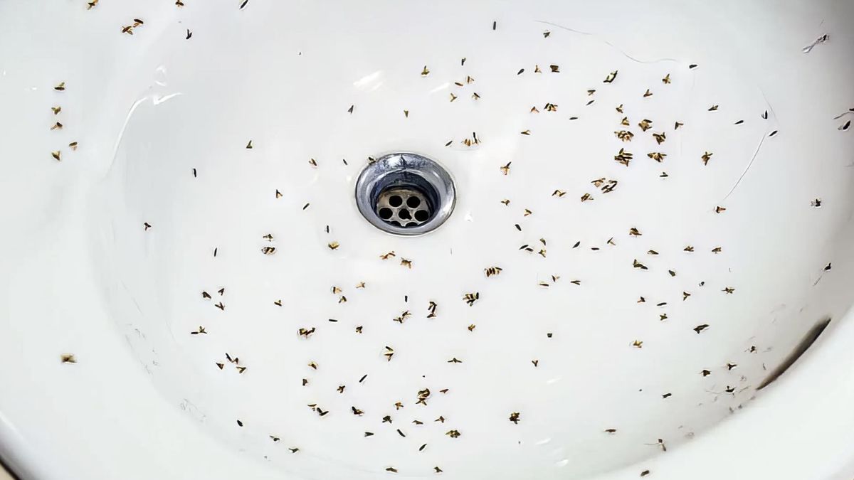 Drain flies 