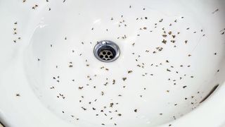 Drain flies