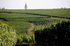 Vosne Romanee vineyard