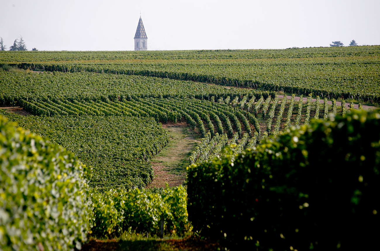 Vosne Romanee vineyard