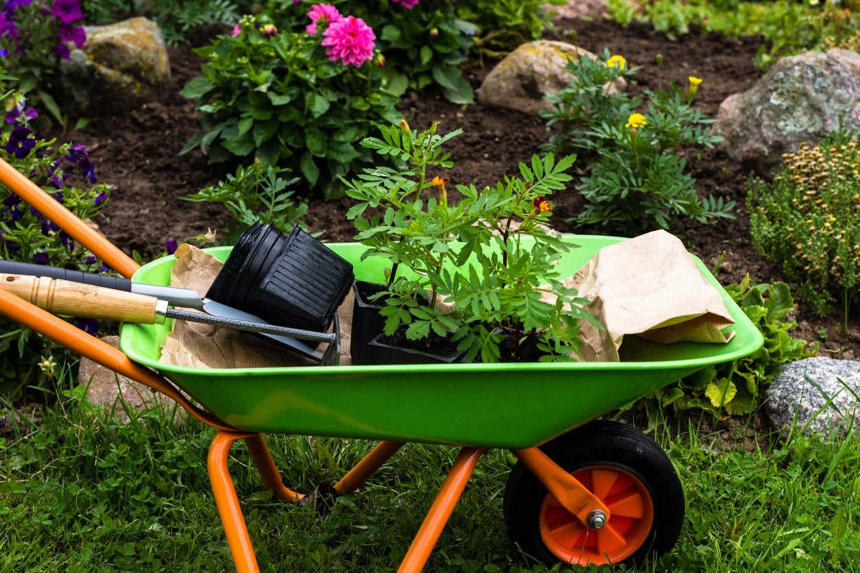 A wheelbarrow store is used for