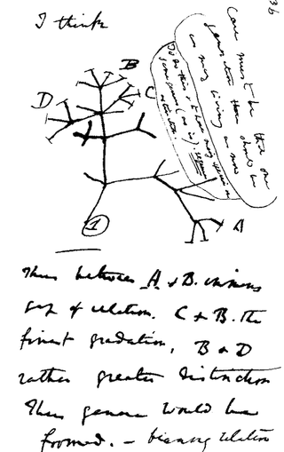 Charles Darwin&#039;s notes on evolution.