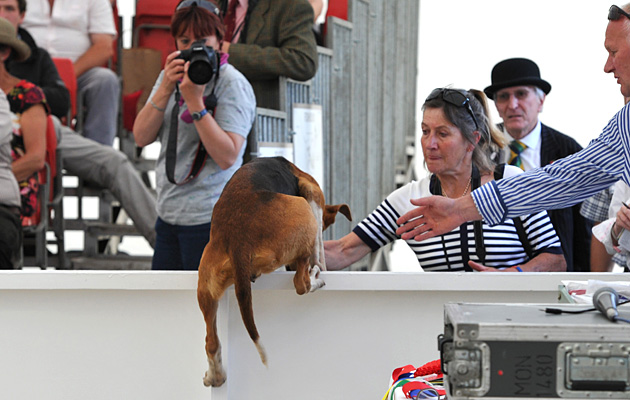 Gt Yorks. Hound Show Foxhound day 15.07.15
