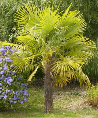 Chusan palm growing in an English garden, Sussex