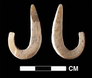 A complete shell fish hook from the Pleistocene levels of a cave site at the east end of Timor.