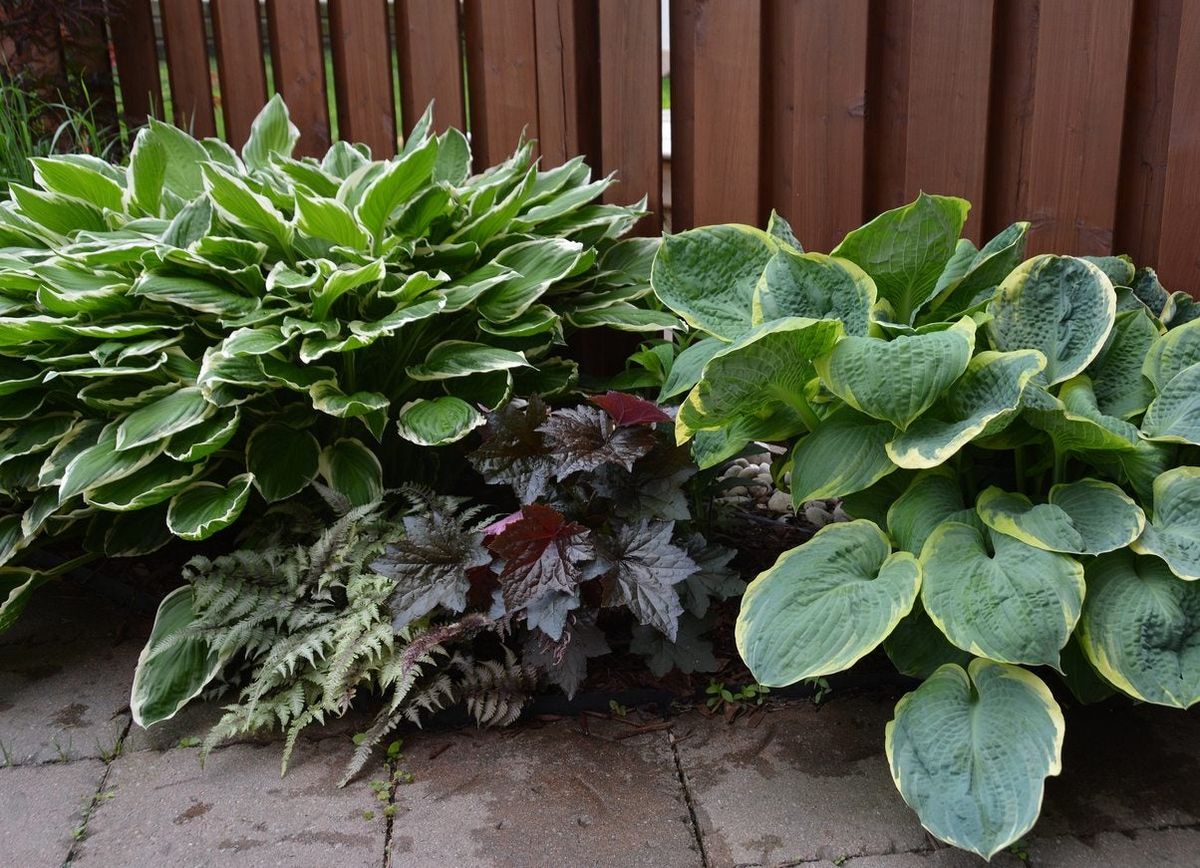 Shade Gardens Zone 7: Thrive in Lush Serenity