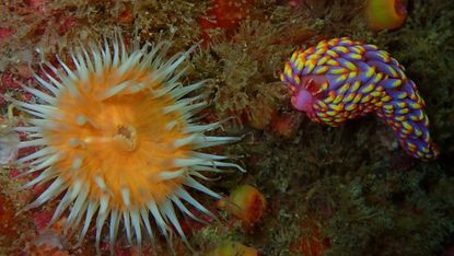 The Babakina anadoni slug is usually found in warmer waters around the coast of Spain 