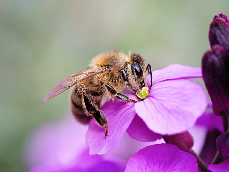 Your Complete Guide To Attracting Pollinators Into Your Garden Gardening Know How