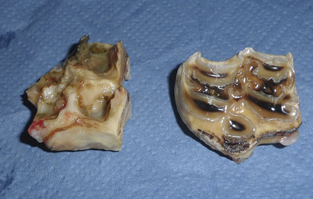 Two caps following removal
