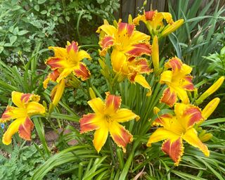 Un gruppo di fiori di Hemerocallis (Daylily) di vari colori, in pieno sole