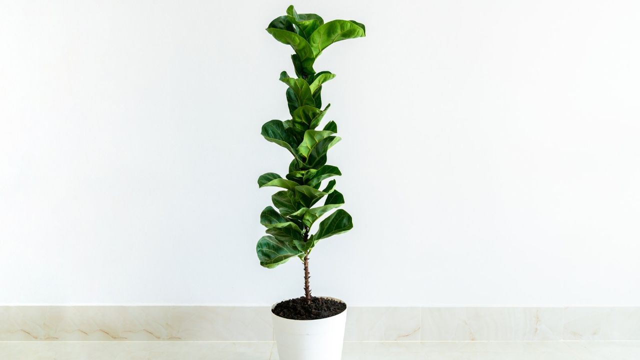 Tall potted plant 