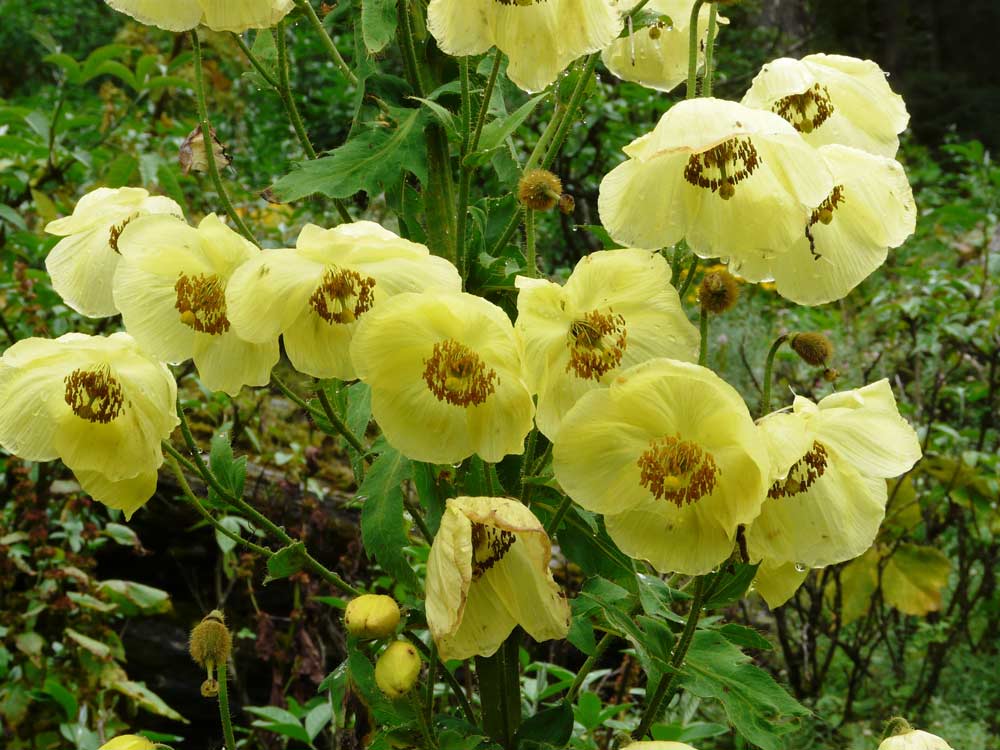One of the top 10 new species, the Nepalese autumn poppy, or <em>Meconopsis autumnalis</em>, shown here flowering in the wild at more than 13,000 feet (4,000 meters) in Nepal, Himalaya.