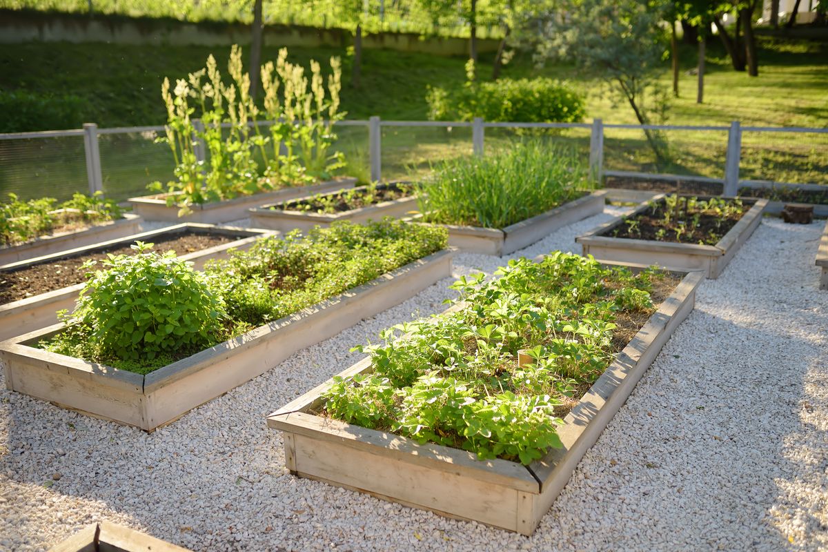 How to Start a Vegetable Garden in Your Backyard — 8 Steps to Begin Growing an Edible Garden this Spring