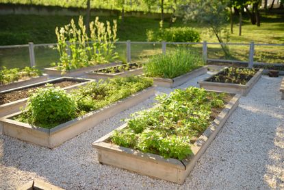 Raised beds with vegetables growing in the sun