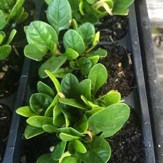 Young spinach plants in propagator tray