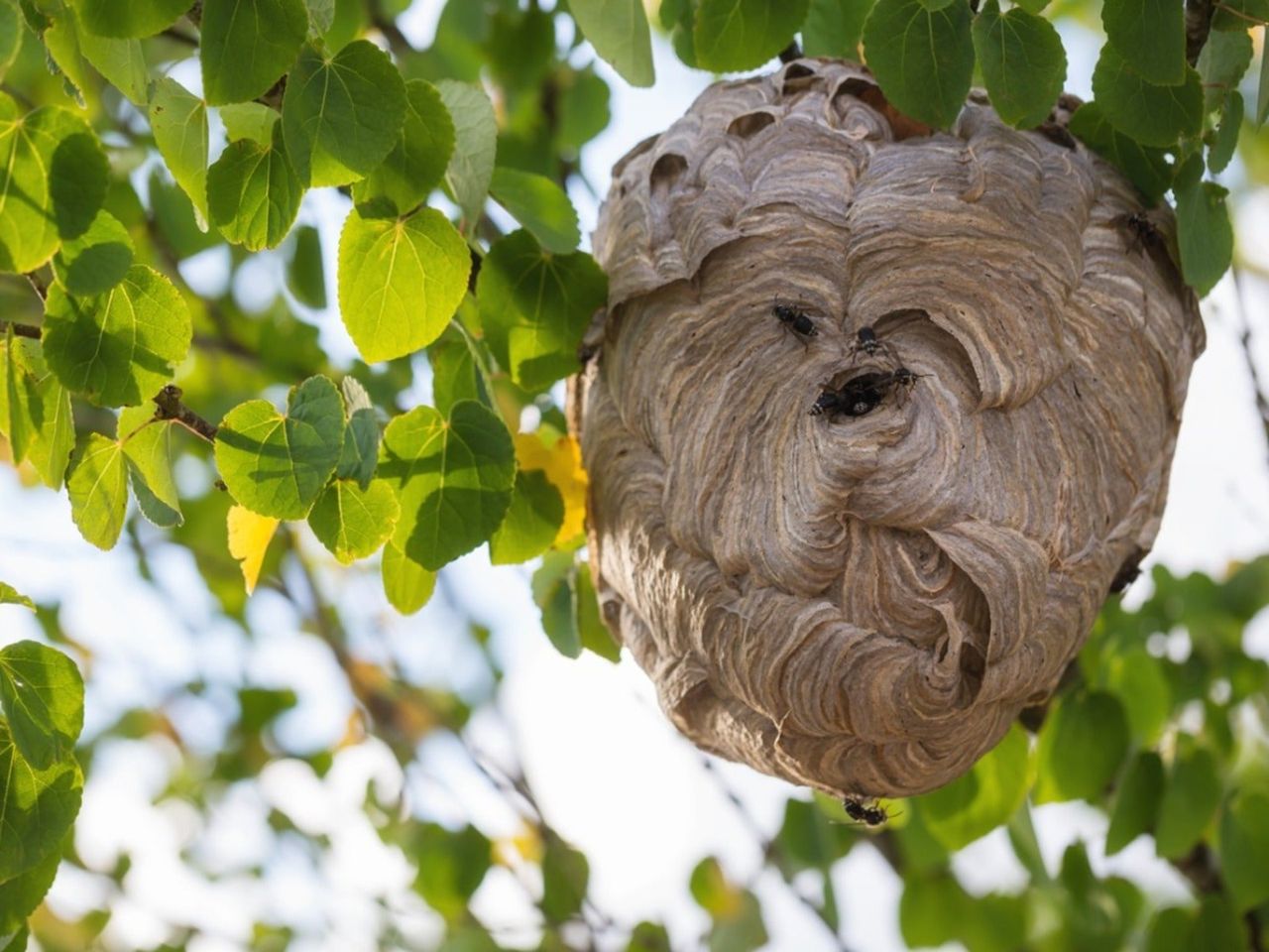 A large papery wasps&#039; nest hanging from a tree