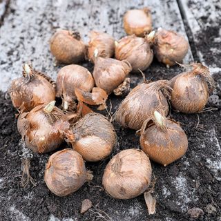 Collection of crocus bulbs on a table