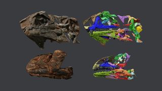 Photos and virtual 3D models of the two Issi saaneq skulls found in Greenland.