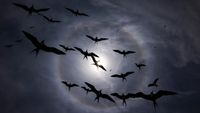 Silhouettes of birds flying against a cloudy sky with a bright sun halo creating a dramatic circular light effect