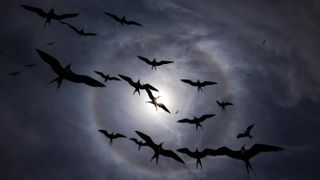 Silhouettes of birds flying against a cloudy sky with a bright sun halo creating a dramatic circular light effect