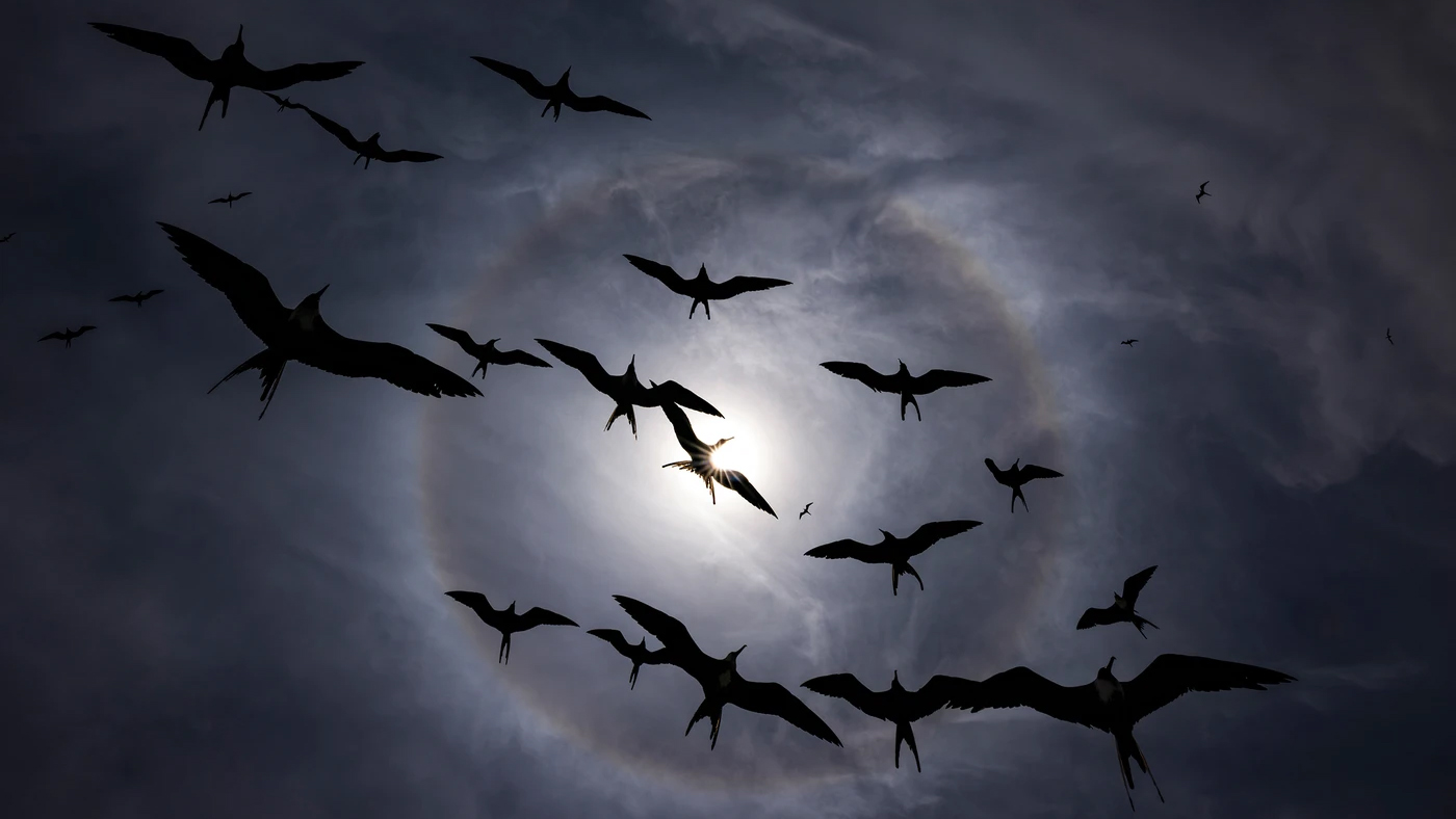 Silhouettes of birds flying against a cloudy sky with a bright sun halo creating a dramatic circular light effect