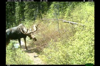 A moose captured by a camera trap on a hiking trail.