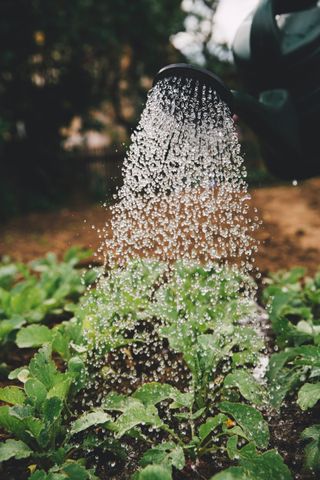 Watering plants, by Markus Spiske