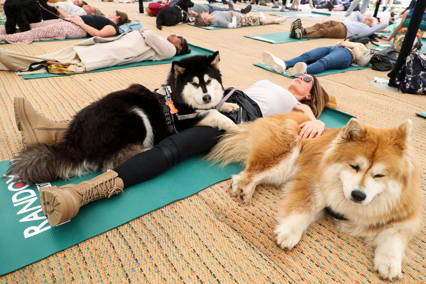 Dog Yoga