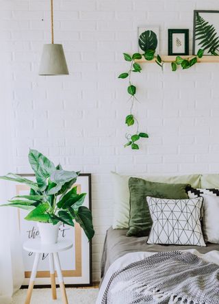 Plants in bedroom