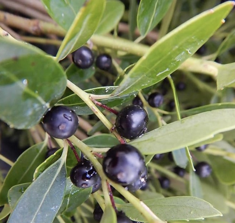 inkberry holly Densa variety with deep purple berries