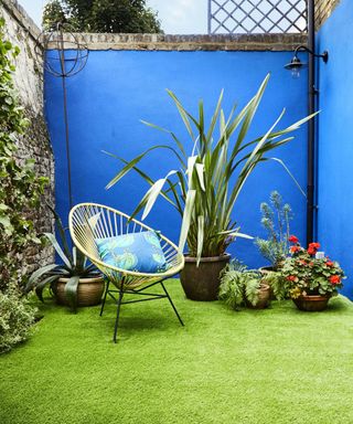 A small backyard with a bright blue wall, a rattan chair with a blue throw pillow, planters behind it, and a green lawn