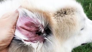 yeast infection in dogs