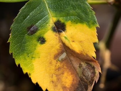 Brown Diseased Leaf