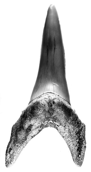 A fossilized shark tooth found in the Canadian Arctic. The climate at the time when these sharks swam in the Arctic was relatively warm, the researchers said.