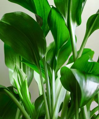 low light indoor plants aspidistra leaves