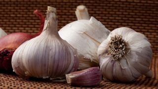 Three bulbs of garlic with one clove removed