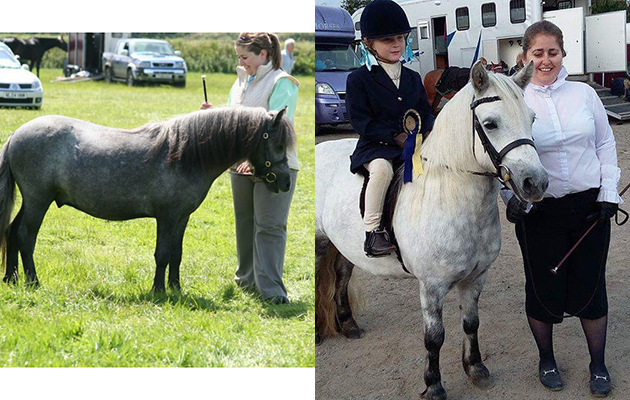&ldquo;This is my standard Shetland who has changed colour dramatically. The photos show him as a yearling and then as five-year-old. He is a real superstar child&rsquo;s pony and is now holding his own in Mountain & Moorland lead-rein classes&rdquo; &mdash; Clare Garcia