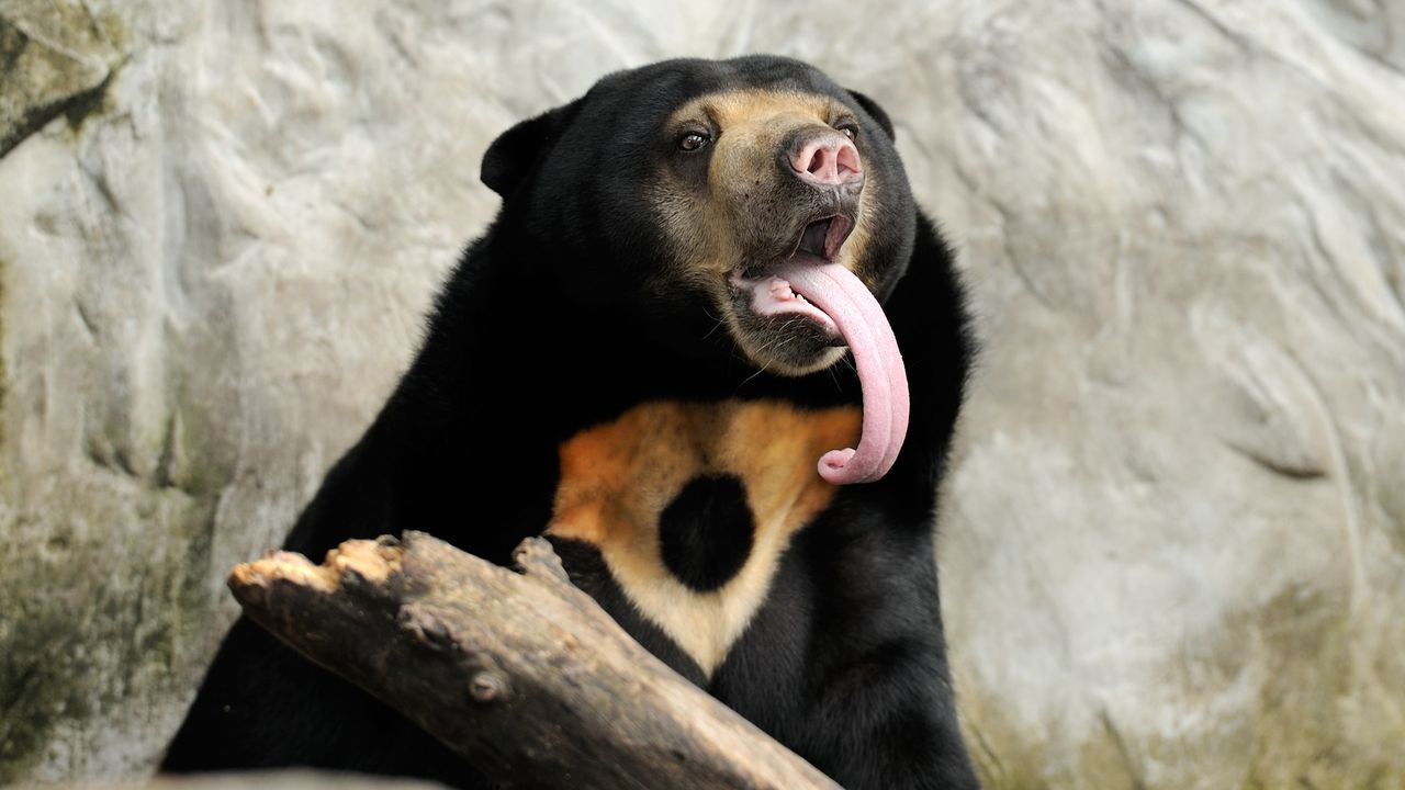 a sun bear sticks its long tongue out