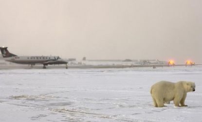 A polar bear stands near an Alaskan airport runway