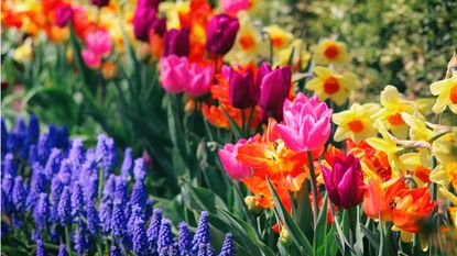 Spring bulb display