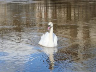 A swan floating on a river.